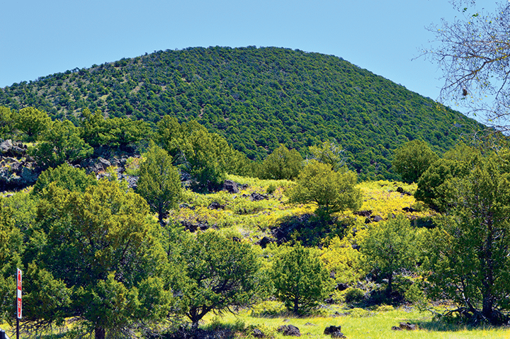 low mountainous picture with deciduous tree in foreground and evergreen trees covering hill in background