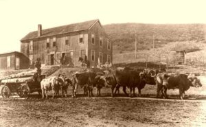 Team of oxen pulling wagon over Raton Pass in late 1800s