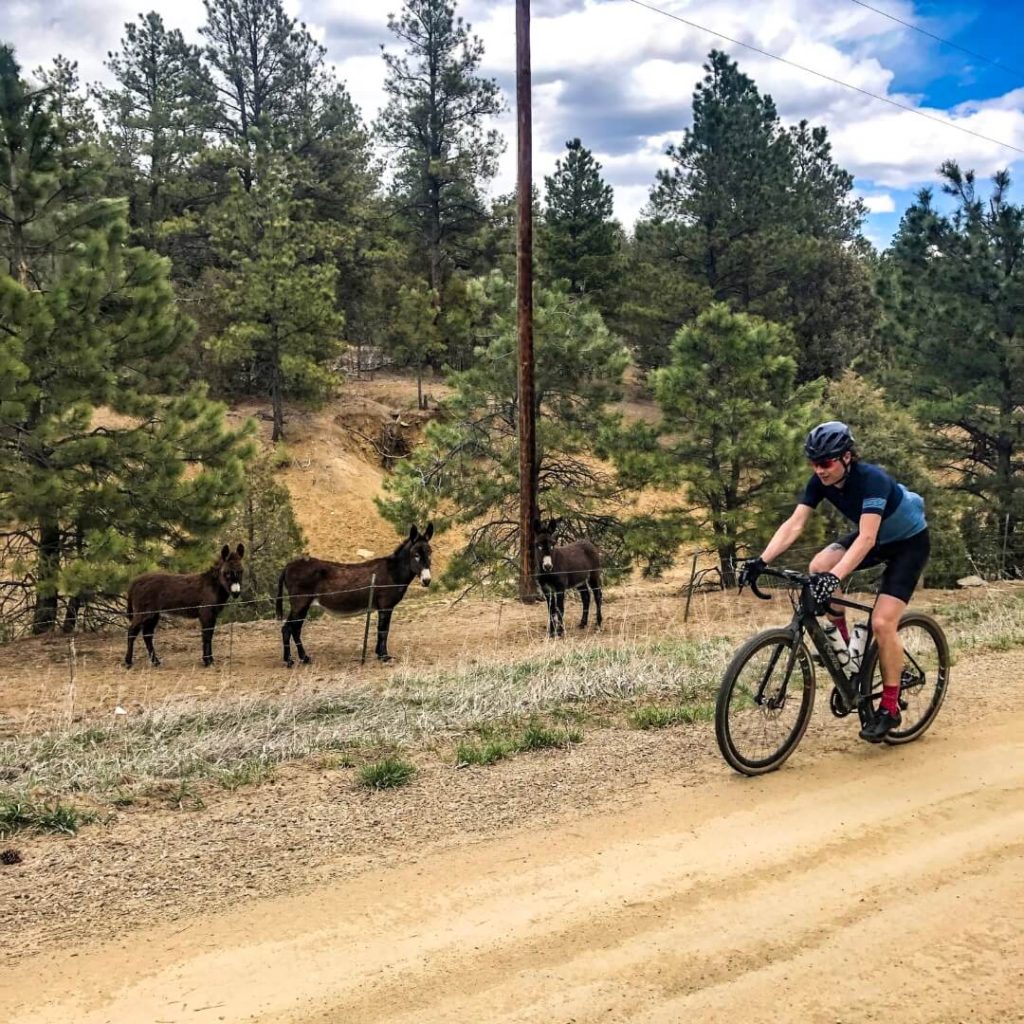 gravel cyclist on road and spotting animal wildlife