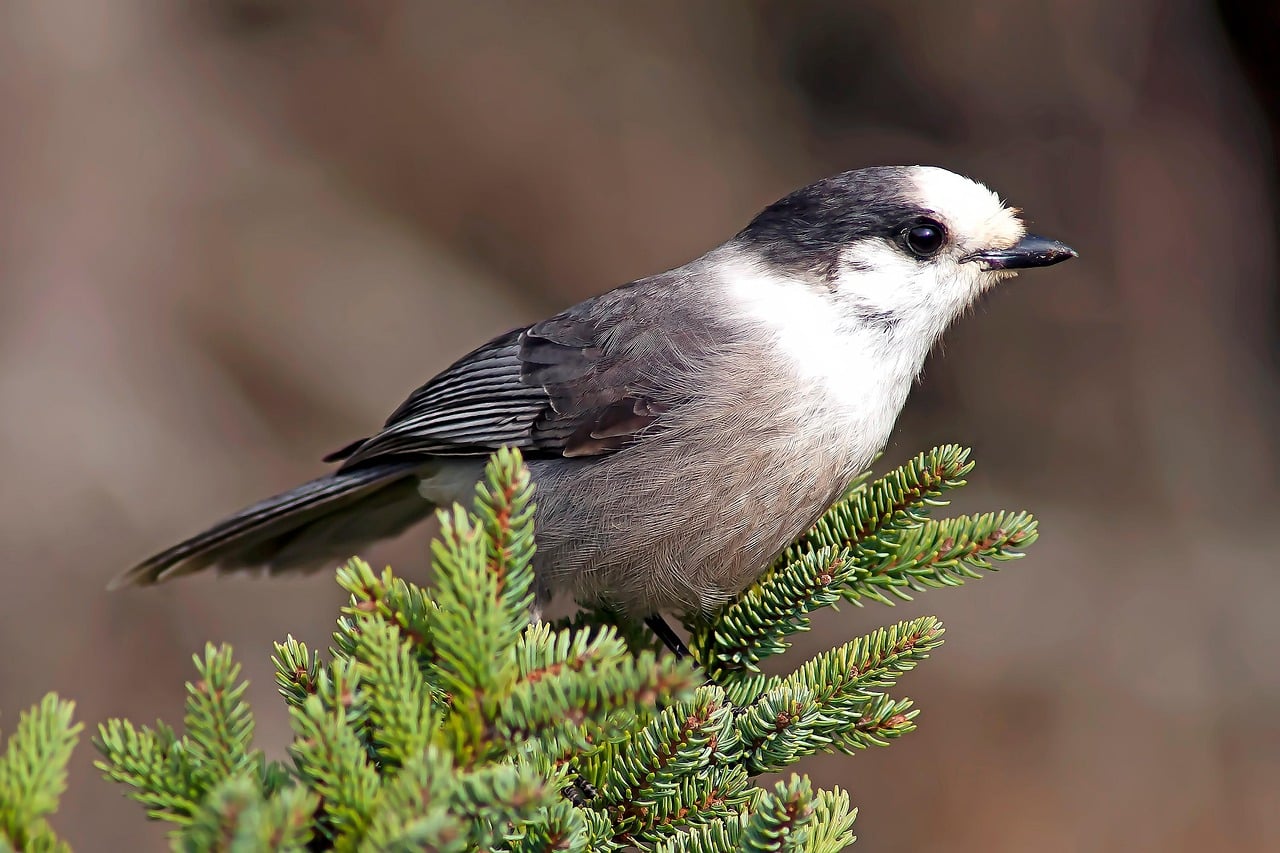 Canada Jay
