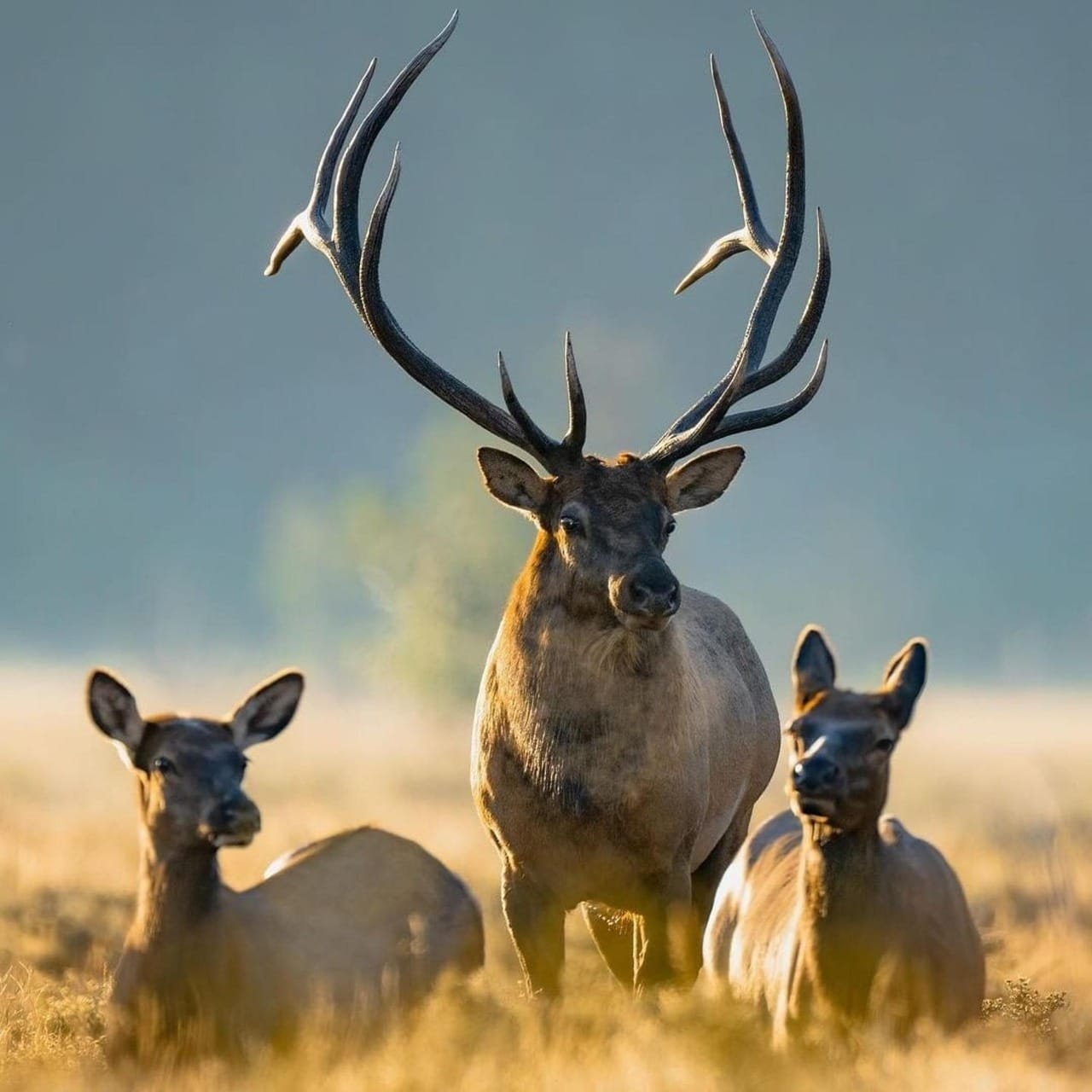 Elk in Colorado
