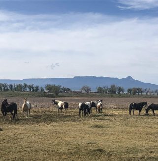 horses in front of Fisher's Peak