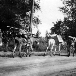 Historical Image of mules packing supplies