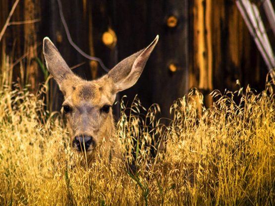 Mule deer resting in tall grasses with forest background