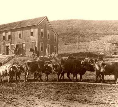 Team of oxen pulling wagon over Raton Pass in late 1800s