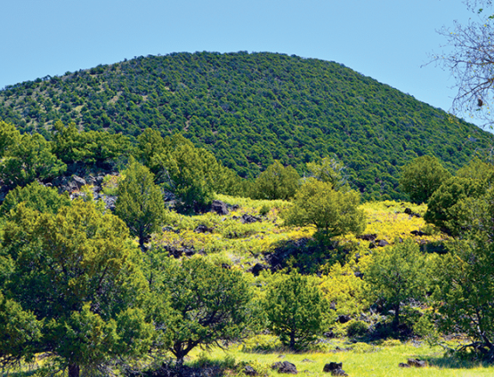 low mountainous picture with deciduous tree in foreground and evergreen trees covering hill in background