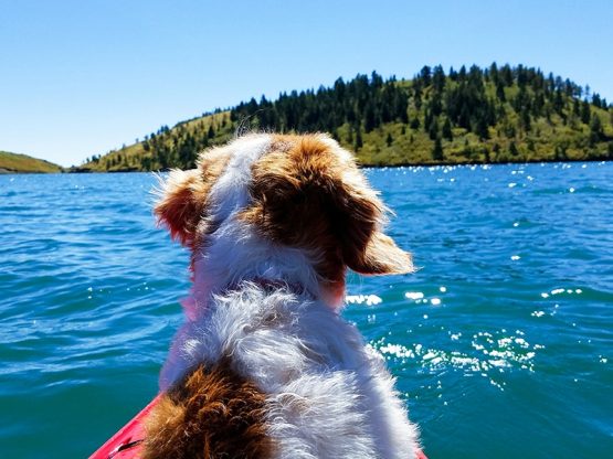 Image of dog in kayak on lake